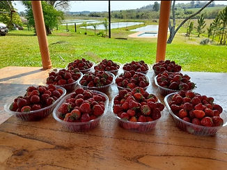 Frutas1.jpeg