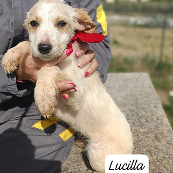 Lucilla.jpeg