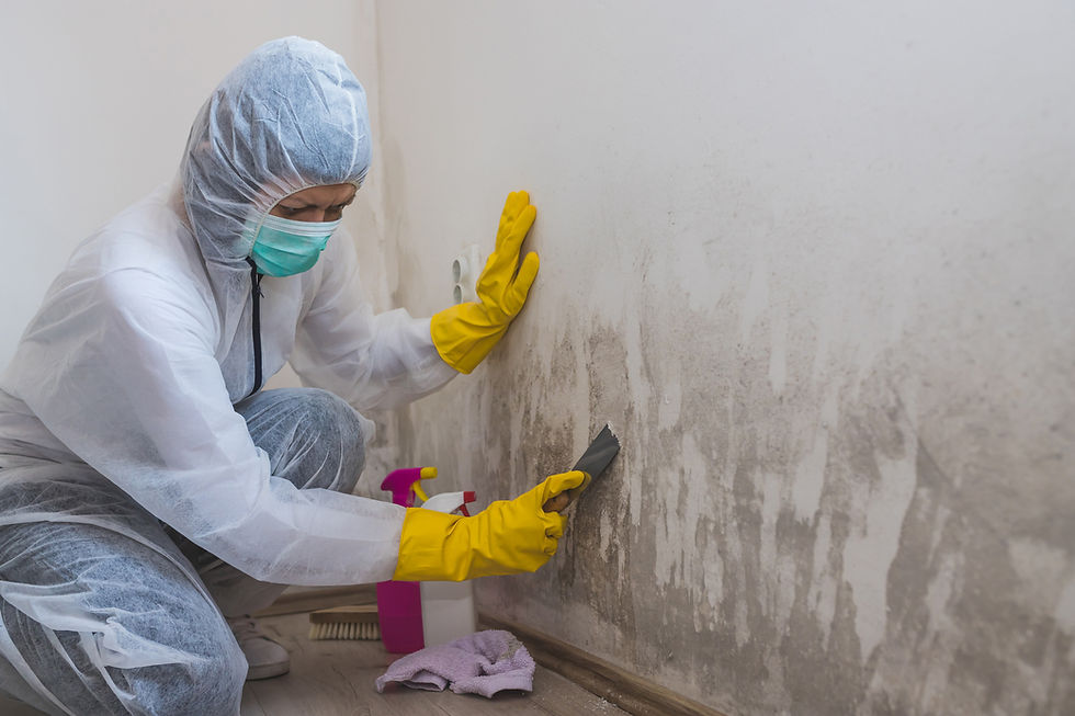 Removing damp damage from a wall
