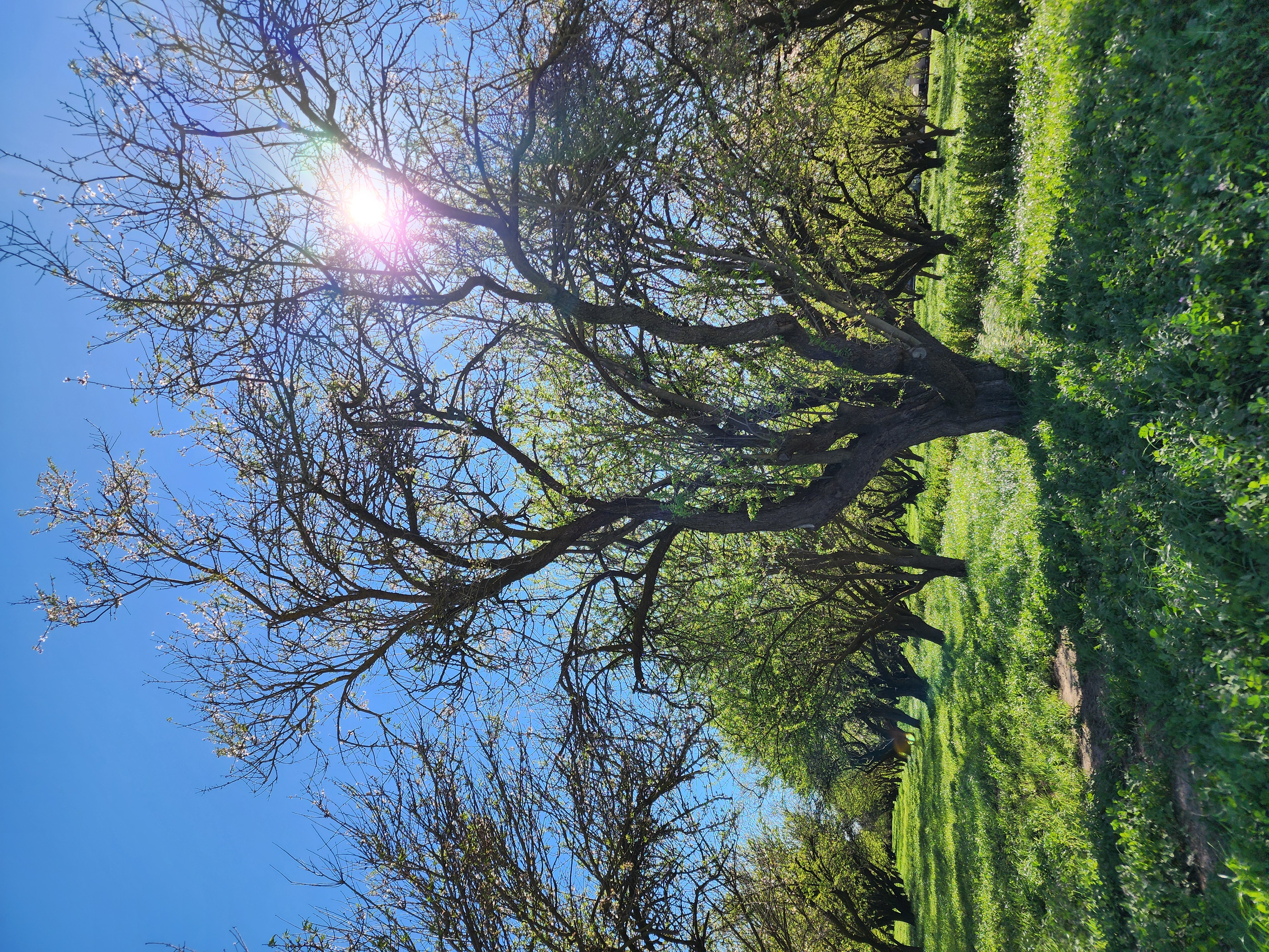 Anderson Almonds farm