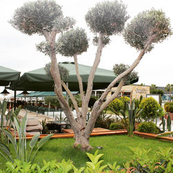 mersin marina midpoint (2)