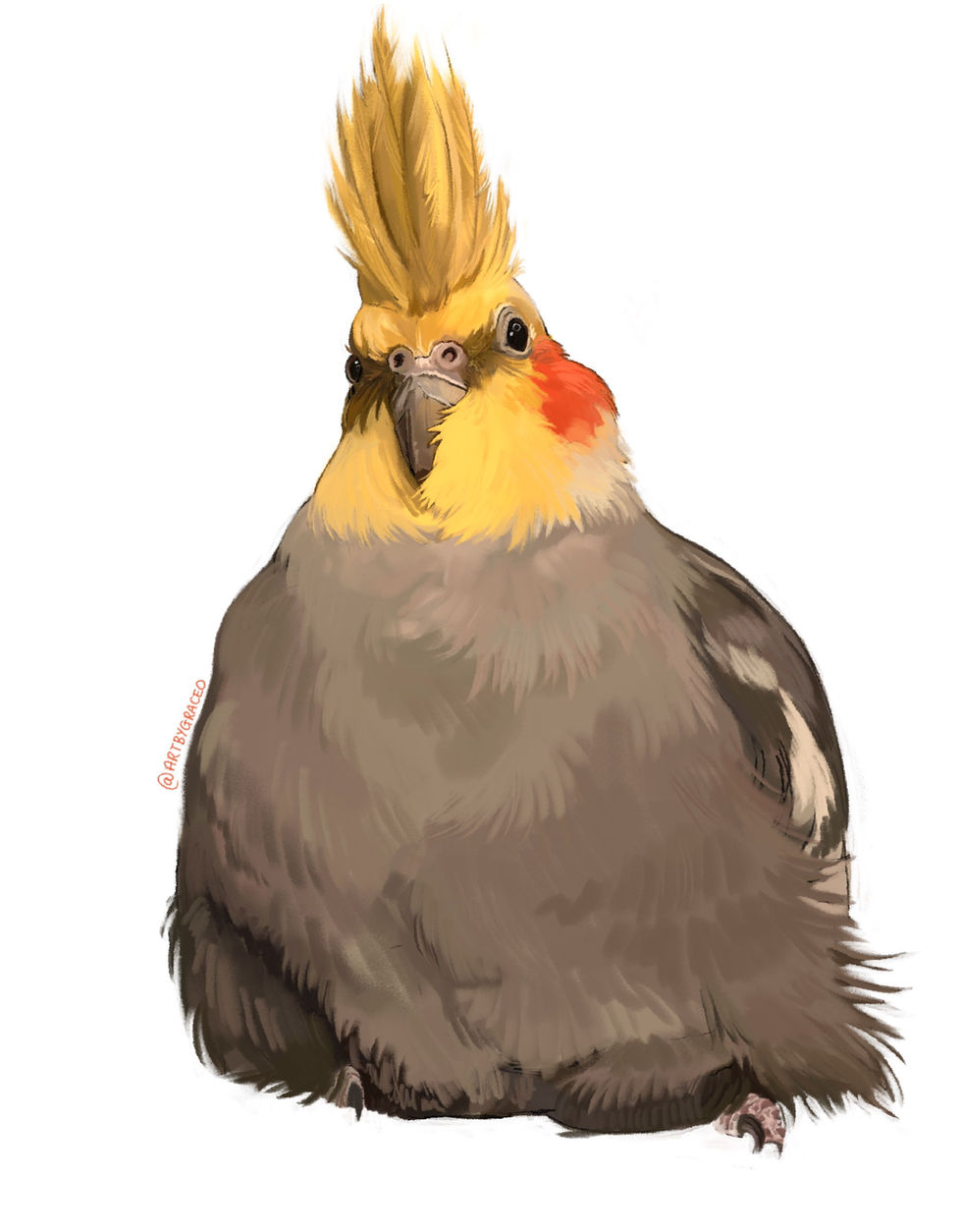 Cockatiel