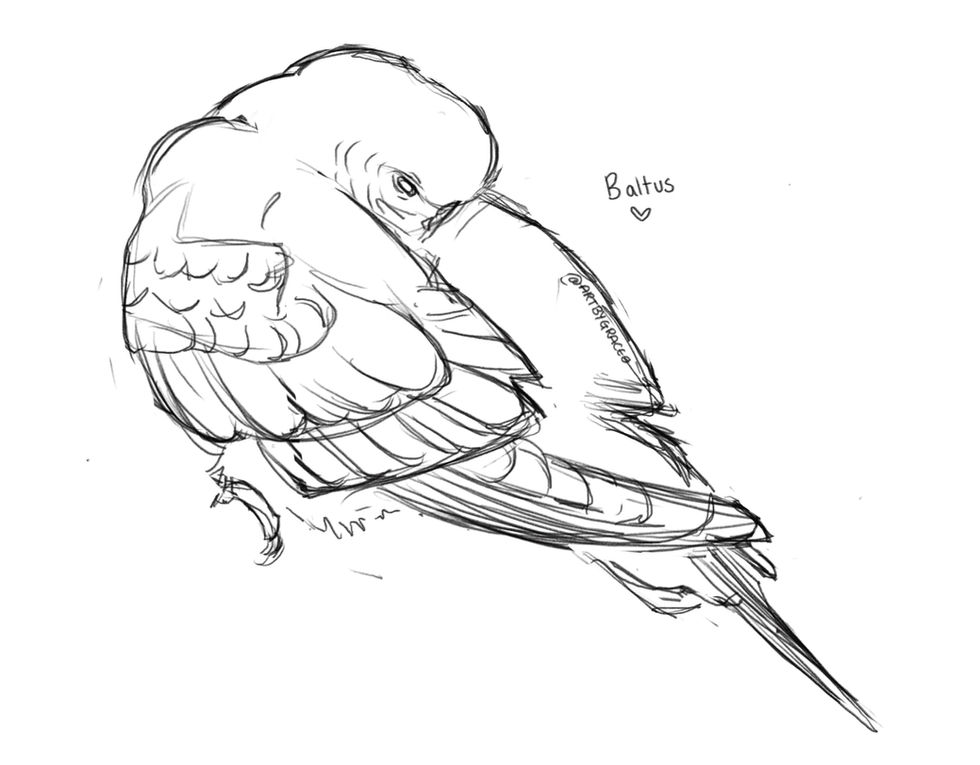 Budgie Sketch