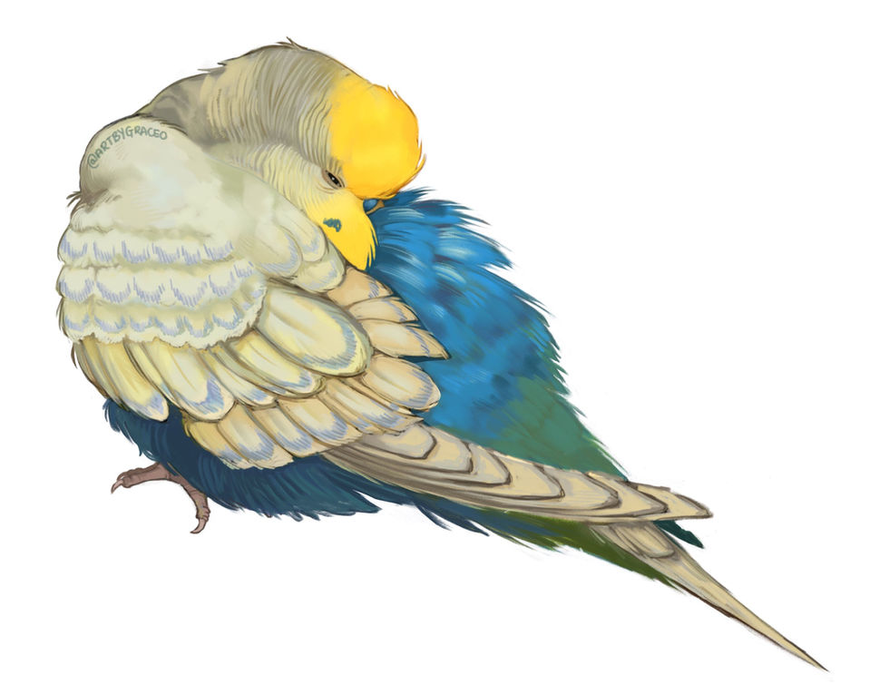 Budgie
