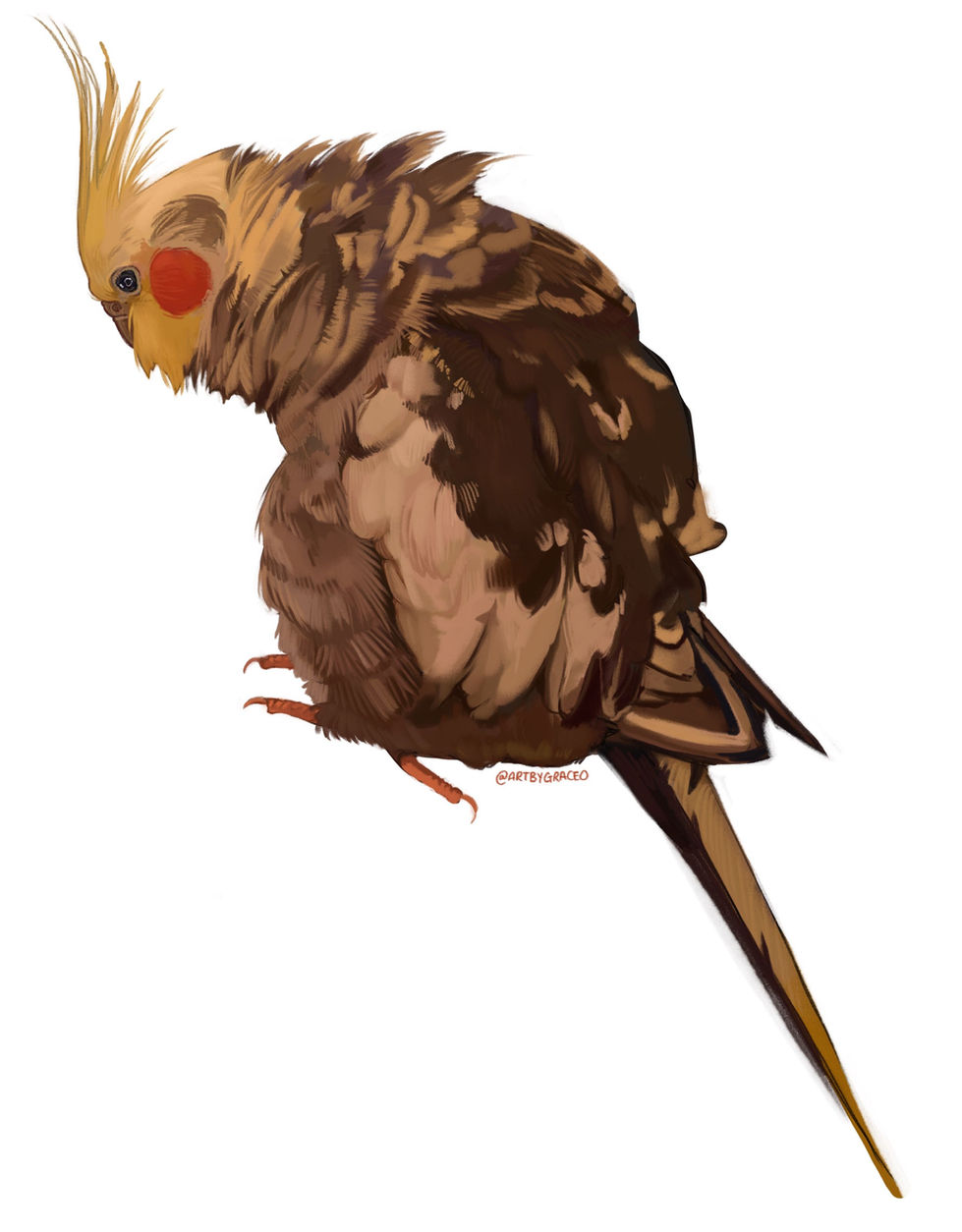 Cockatiel