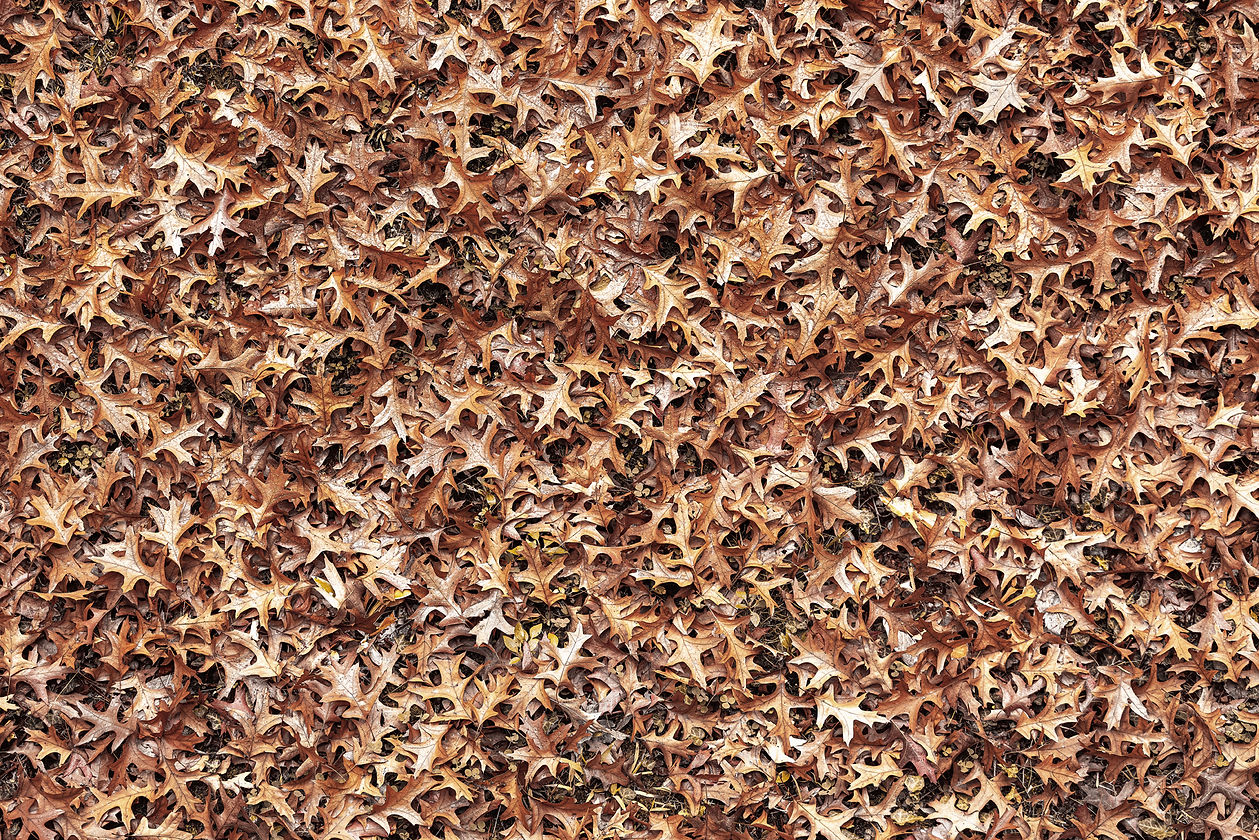 Texturelabs_Soil_149M.jpg