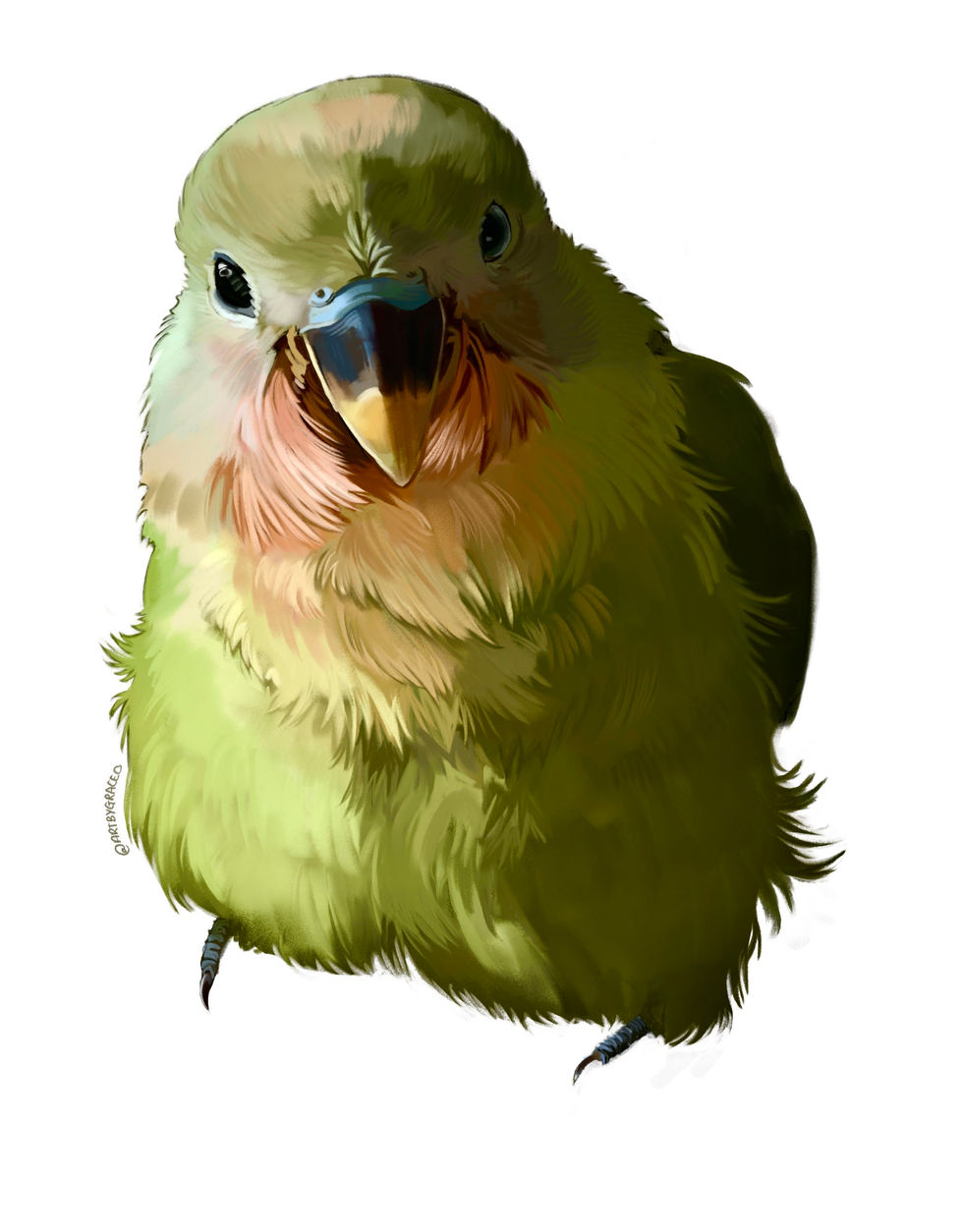Lovebird