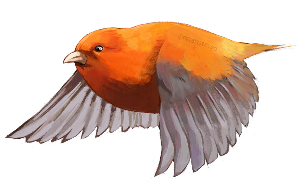 Hawai'i Akepa