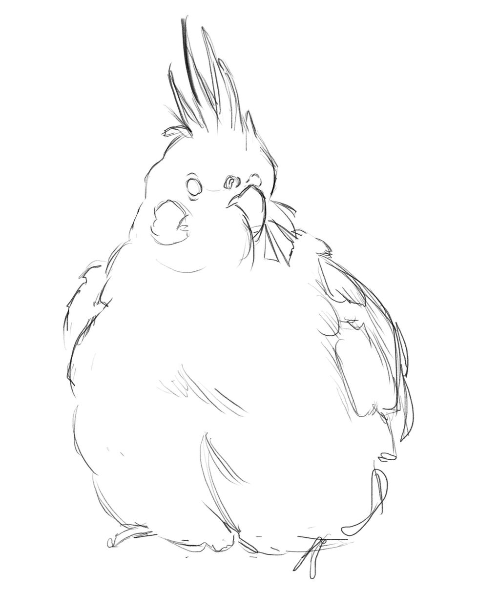 Cockatiel Sketch