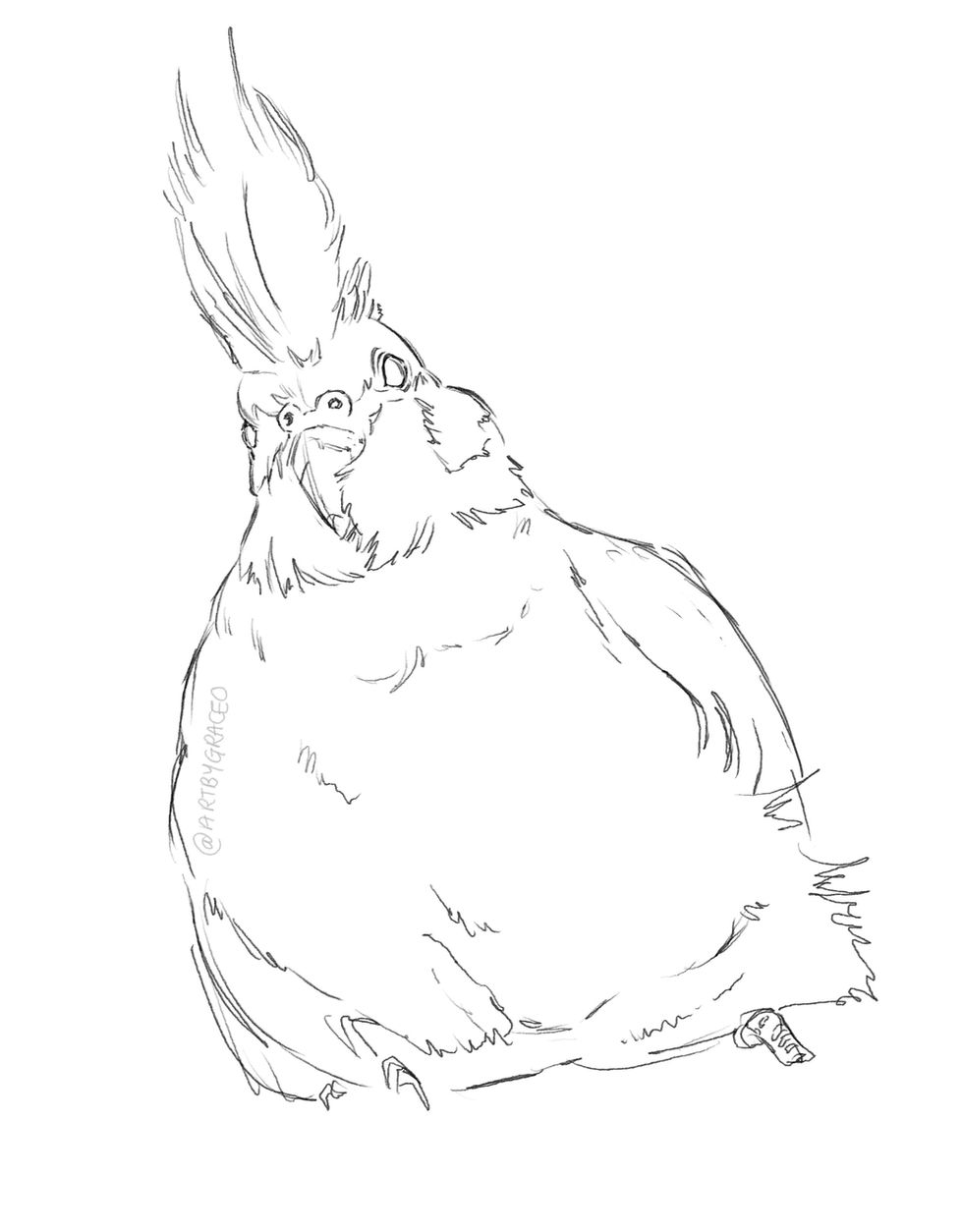 Cockatiel Sketch
