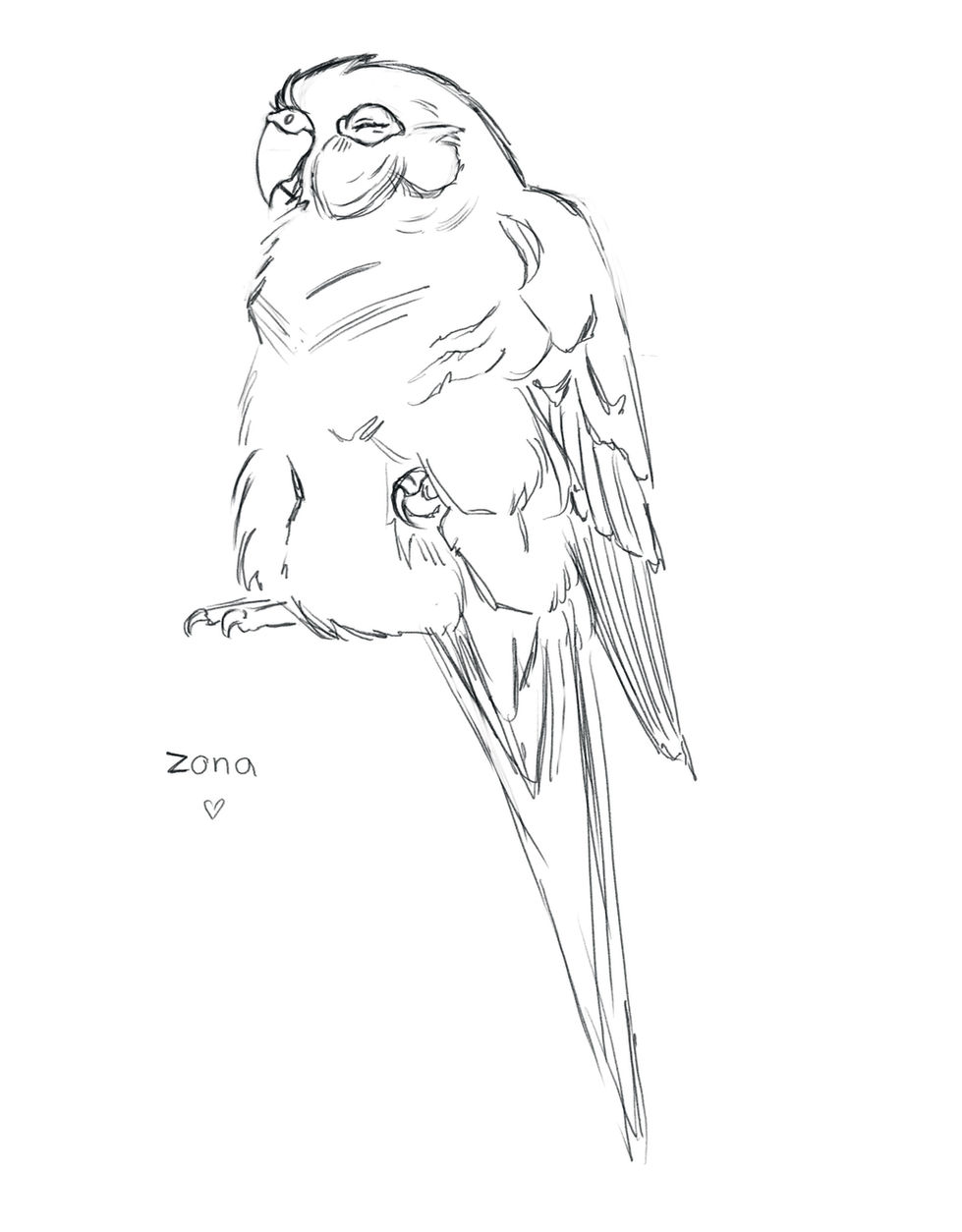 Green Cheeked Conure Sketch
