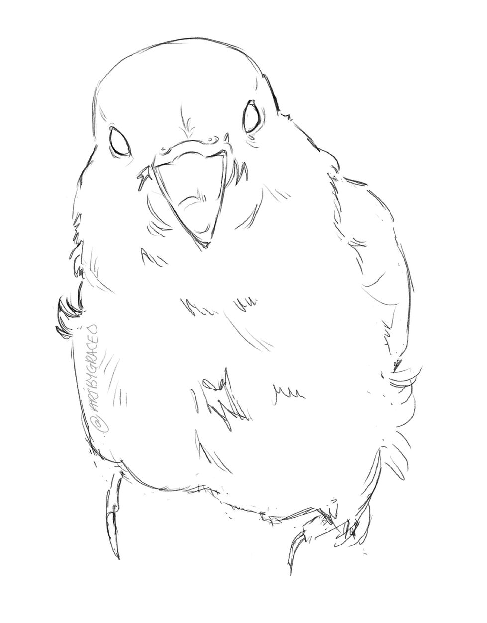 Lovebird Sketch