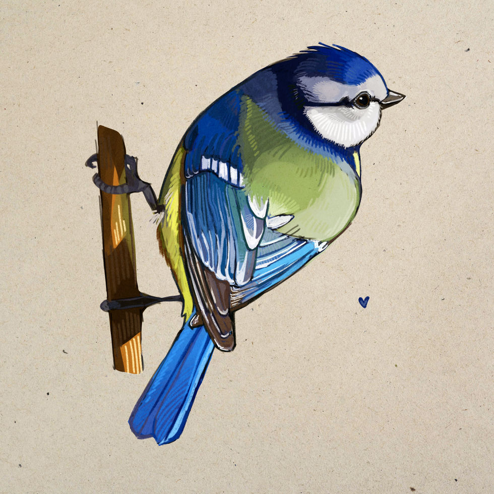 First paid commission for client. Given reference of their own cockatiel to draw.