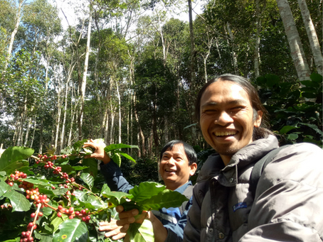 สวนกาแฟห้วยไม้ดำ ( Huai Mai Dam Coffee farm )