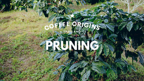 การตัดแต่งกิ่งต้นกาแฟ (Pruning)