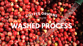 การแปรรูปกาแฟ - แบบเปียก (Washed)