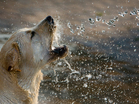5 Ways to Keep Your Pet Cool During Summer