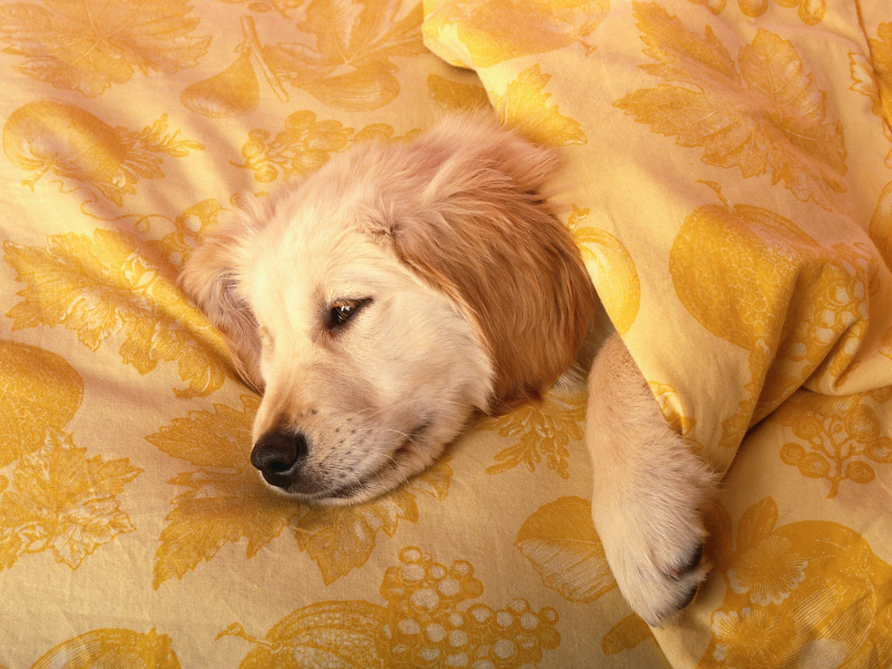 Fetch Naturals encourages you to keep pet beds clean to avoid bacteria growth which may affect the dog