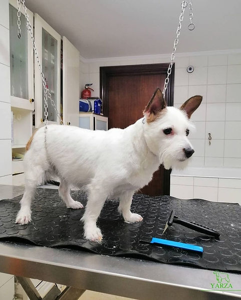 Caniche 1.jpeg