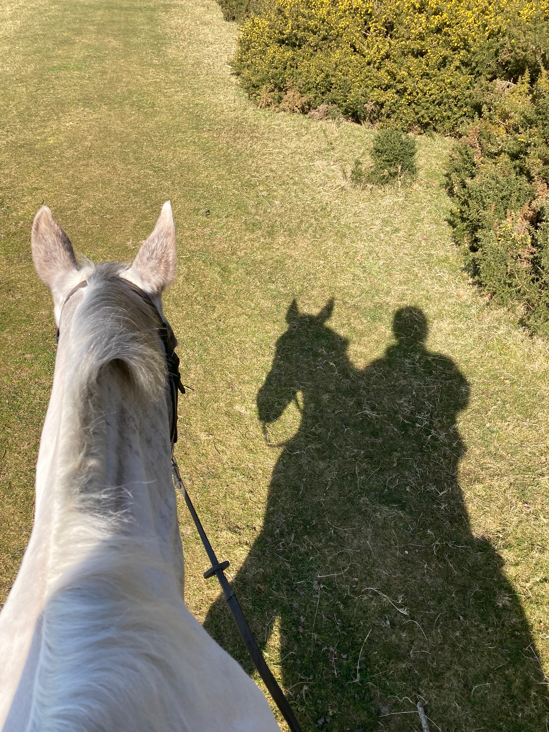 A white horse with the shadow of the horse and rider to the right