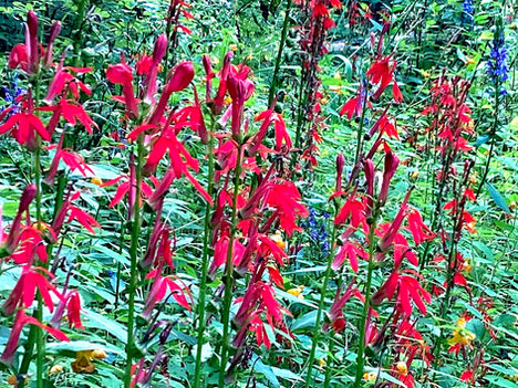 Gardening Tips: A Pondside Garden