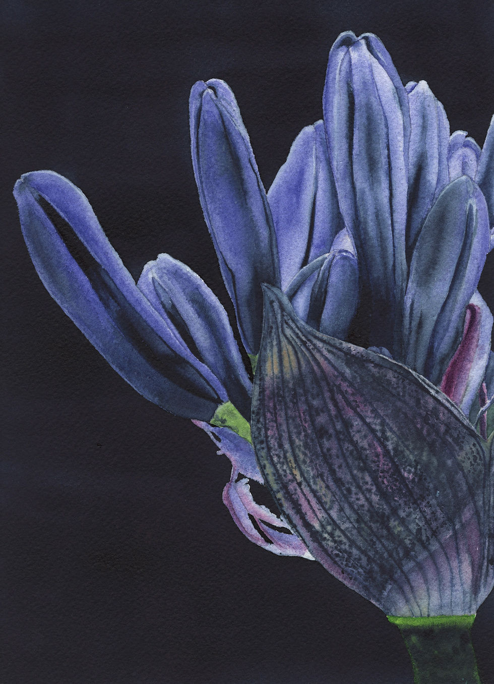 Gemälde Schmucklilie, Aquarell-Blütenansicht in Blau- und Violetttönen vor dunklem Hintergrund, zarte Farbverläufe und lose, fließende Ränder.