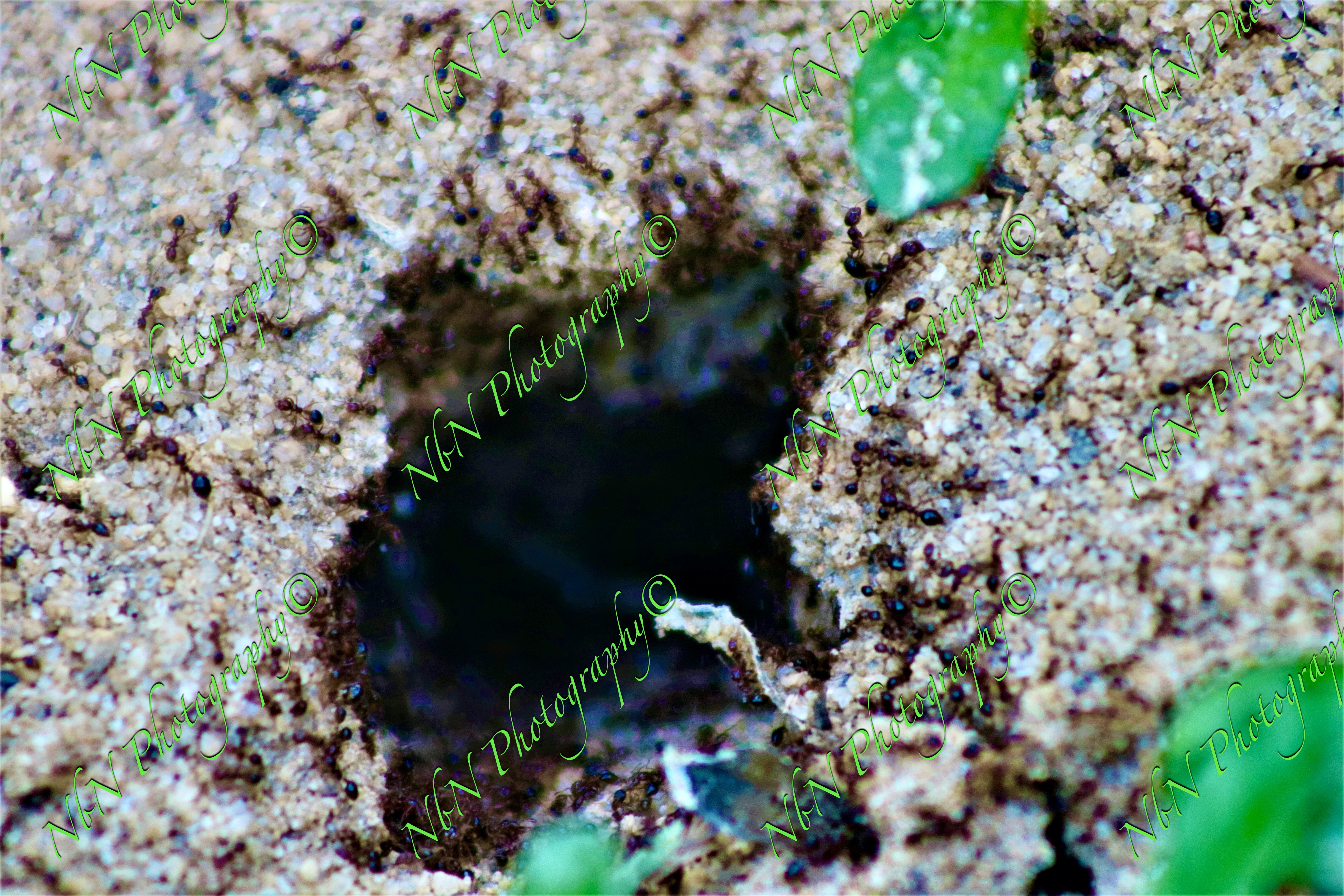 ANT HOLE