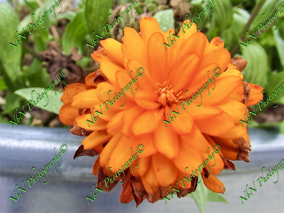 ORANGE BLOSSOM