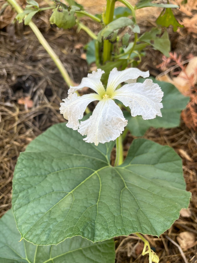 BBRP Summer Update-23-3.jpeg