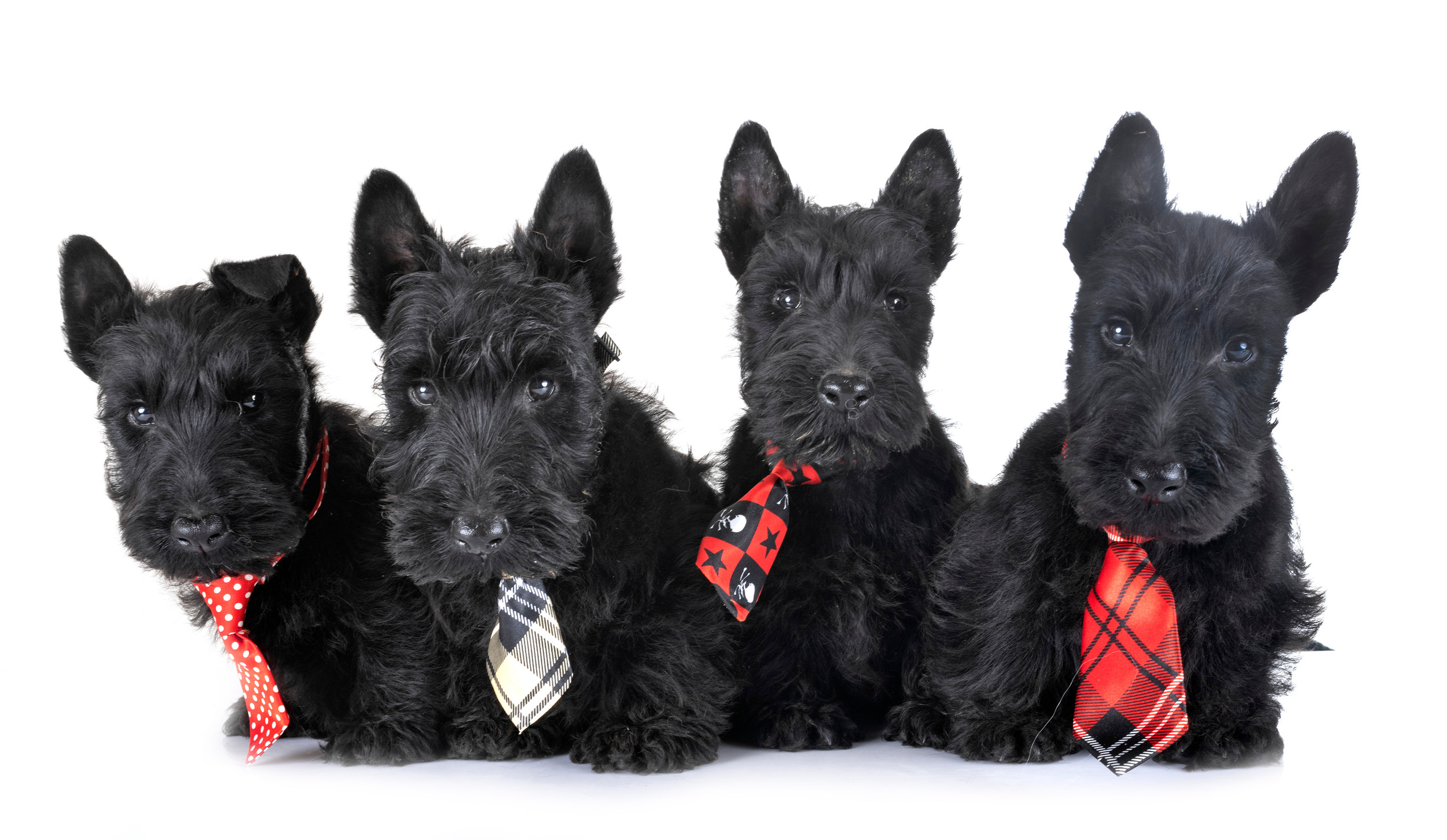 Scottish Terrier Puppies for Sale Schulte's Scotties
