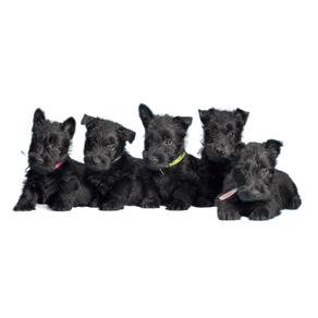 The Anticipated Delivery Of Our Next Litter of Scottish Terrier Puppies.