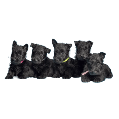 The Anticipated Delivery Of Our Next Litter of Scottish Terrier Puppies.