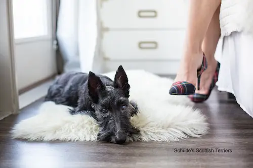 Black scottish terrier laying on a rug.