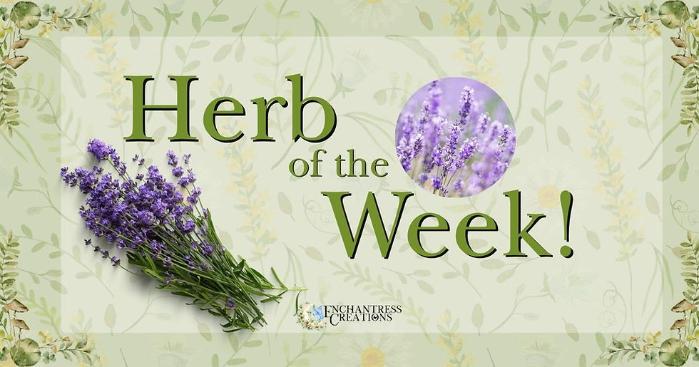 Herb of the Week: Lavender