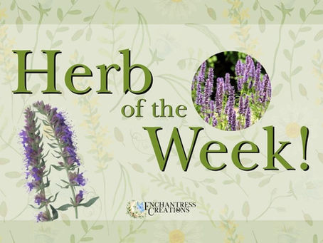 Herb of the Week: Hyssop