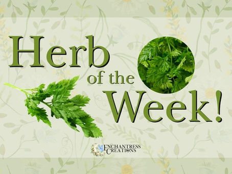 Herb of the Week: Cherrvil 