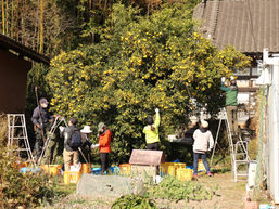 今週いよいよ北限のゆず調査団が現地入り!