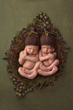 gumnut babies