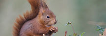 Squirrel_edited.jpg
