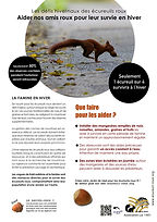 Aider les écureuils roux période de froid