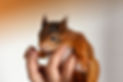 ecureuil-roux-bebe-soin_640.jpg
