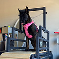Belgian Malinois running on a dog treadmill as part of a canine conditioning workout, supervised by a professional trainer.