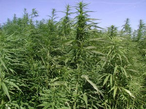 Federal Government gives O.K. for Tribal Communities to grow, sell Pot.