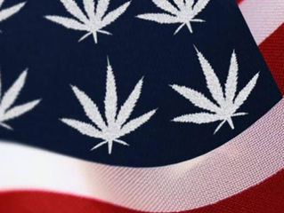 Election 2016 : Marijuana Everywhere!