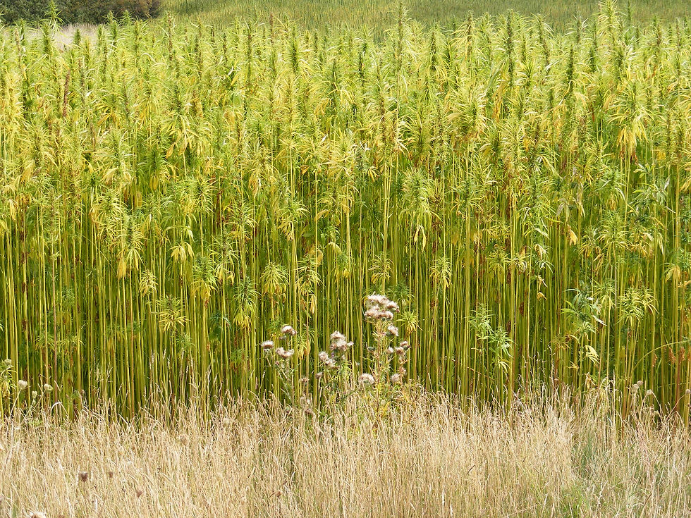 hemp field seniors mmj network