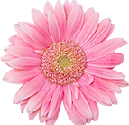 Pink Daisy 2