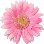 Pink Daisy 2