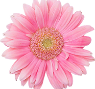 Pink Gerbera Daisy