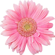 Pink Daisy 2