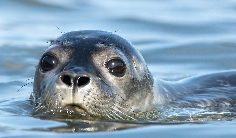 Screen Shot 2023-07-04 at 2.17.00 PM.jpg